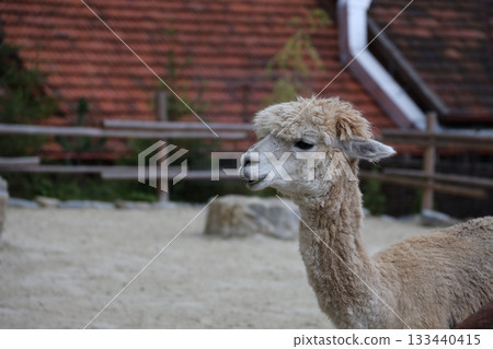 Llama alpaca in the zoo, fluffy and cute animal close up 133440415