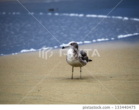 在海灘的海鷗 在海灘的海鷗 133440475