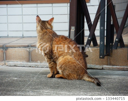 Landscape with stray cats 133440715