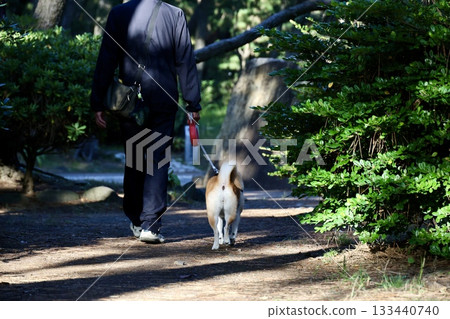 Dog walking Dog walking 133440740