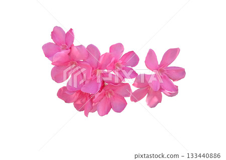 Pink oleander flower Pink oleander flower 133440886