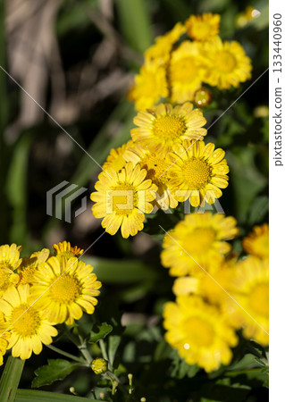 Satoisogiku 133440960