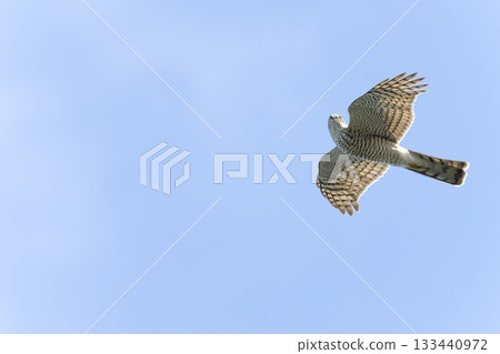 High hawk High hawk 133440972