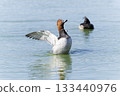 紅頭潛鴨 133440976