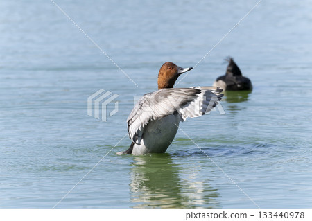 紅頭潛鴨 133440978