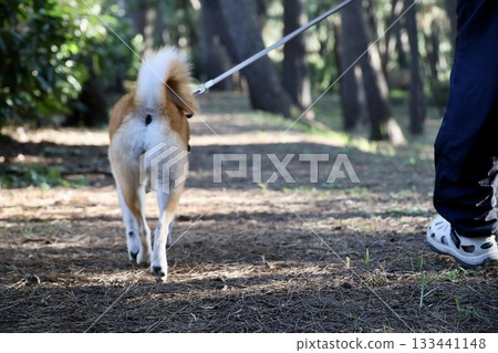man walking his dog in the park man walking his dog in the park 133441148