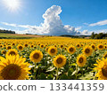 Blue sky and a field of sunflowers - AI generated 133441359