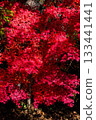 火焰般的秋葉 133441441