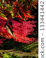 秋葉染紅 133441442