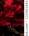鮮紅的秋葉 133441443