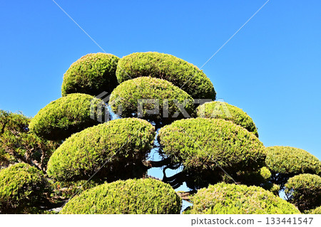 Beautifully trimmed plants. Fresh green leaves stand out against the blue sky. Japanese lantern plant. 133441547