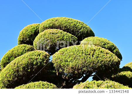 Beautifully trimmed plants. Fresh green leaves stand out against the blue sky. Japanese lantern plant. 133441548