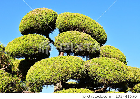 Beautifully trimmed plants. Fresh green leaves stand out against the blue sky. Japanese lantern plant. 133441550