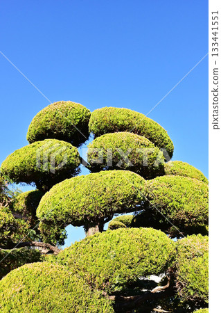 Beautifully trimmed plants. Fresh green leaves stand out against the blue sky. Japanese lantern plant. 133441551