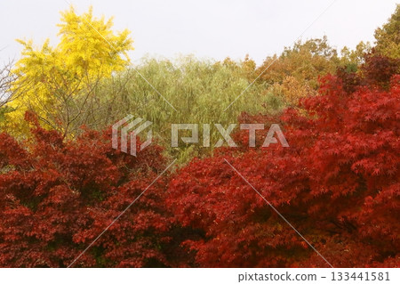 Momiji and ginkgo 133441581