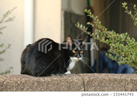 A black and white cat standing on a stone wall A black and white cat standing on a stone wall 133441745