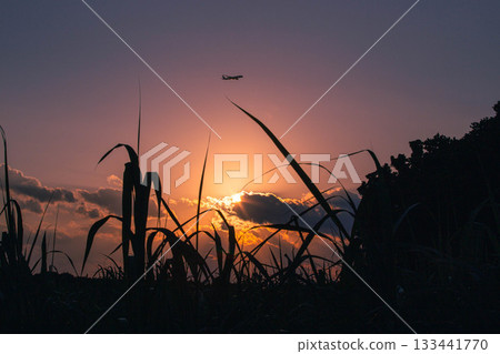 夕陽下的甘蔗田 夕陽下的甘蔗田 133441770