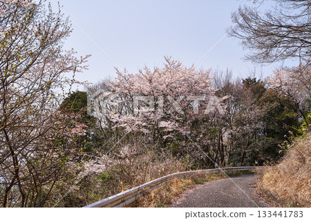 神奈川縣羽田野市東下原的櫻花 神奈川縣羽田野市東下原的櫻花 133441783