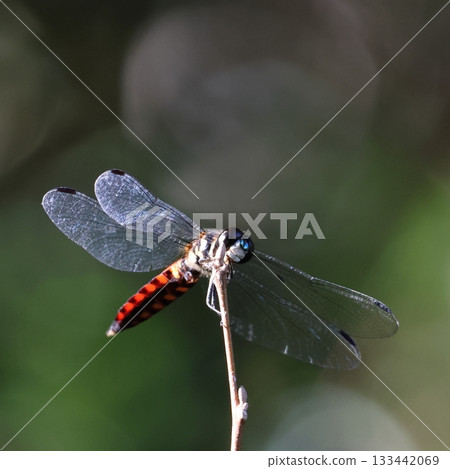 Blue-eyed dragonfly in the Yanbaru forest Blue-eyed dragonfly in the Yanbaru forest 133442069