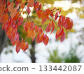 櫻花絢麗的秋葉 133442087