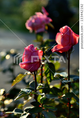 秋末盛開的色彩繽紛的常開玫瑰 133442192