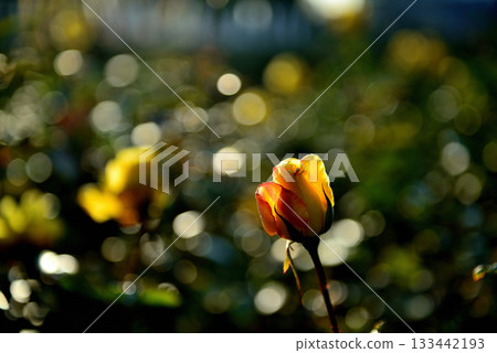 Colorful ever-blooming roses blooming in late autumn 133442193