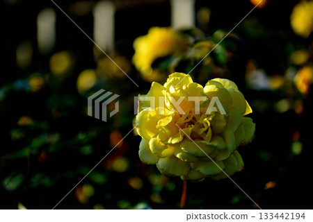 Colorful ever-blooming roses blooming in late autumn 133442194
