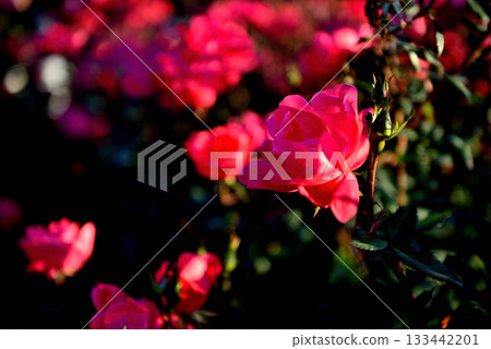 秋末盛開的色彩繽紛的常開玫瑰 133442201