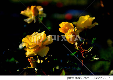 Colorful ever-blooming roses blooming in late autumn 133442206