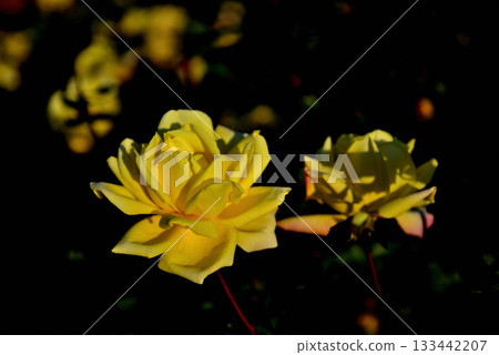 Colorful ever-blooming roses blooming in late autumn 133442207