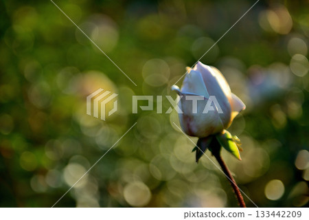 Colorful ever-blooming roses blooming in late autumn Colorful ever-blooming roses blooming in late autumn 133442209