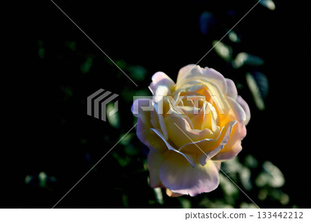 秋末盛開的色彩繽紛的常開玫瑰 133442212