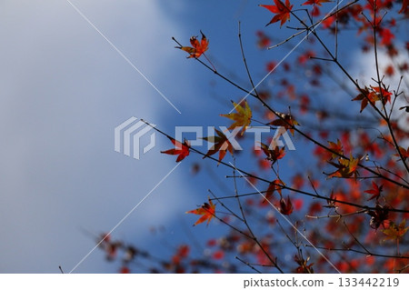 Silhouettes of autumn leaves floating in the blue sky Silhouettes of autumn leaves floating in the blue sky 133442219