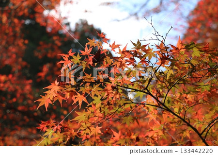 Autumn leaves lit by soft light Autumn leaves lit by soft light 133442220
