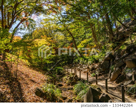 Autumn leaves on the trees in the park 133442264