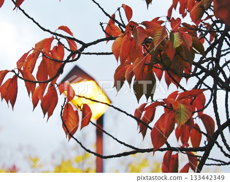 黃昏時分,路燈照亮了櫻花的秋葉。 黃昏時分,路燈照亮了櫻花的秋葉。 133442349