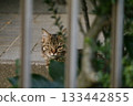A cat looking through a gap in the fence 133442855
