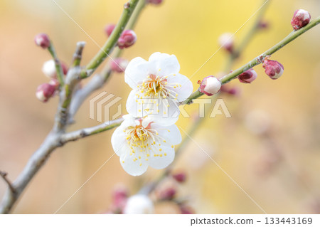 梅花 梅花 133443169