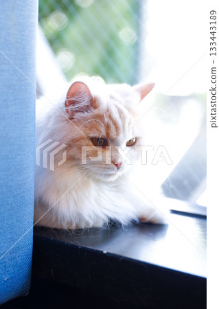 Cat Cat 133443189