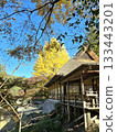 秋景：一座小屋被秋葉環繞，銀杏樹在藍天的映襯下熠熠生輝。 133443201
