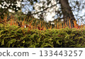 Macro landscape of a forest with rows of moss sporophytes 133443257