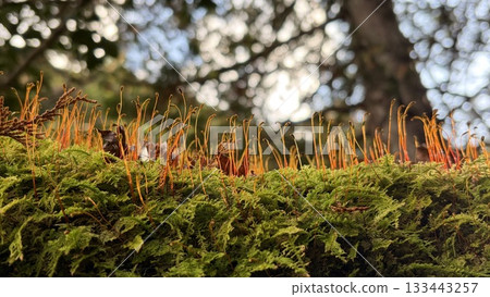 Macro landscape of a forest with rows of moss sporophytes Macro landscape of a forest with rows of moss sporophytes 133443257