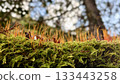 Macro landscape of a forest with rows of moss sporophytes 133443258