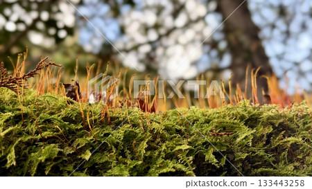 Macro landscape of a forest with rows of moss sporophytes 133443258