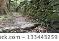 Mossy stone walls and forest paths 133443259