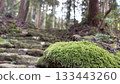 Mossy stone 133443260