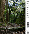 Mossy stone walls and forest paths 133443261