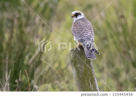 Red-footed falcon perched on a post in Eempolder, Netherlands during a calm day observing its surroundings Red-footed falcon perched on a post in Eempolder, Netherlands during a calm day observing its surroundings 133443456