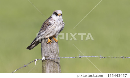 Red-footed falcon perched on a post in Eempolder, Netherlands during the warm afternoon light 133443457