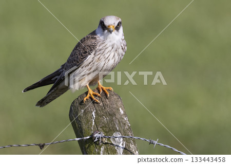 Red-footed falcon perched on a post in Eempolder, Netherlands during the warm afternoon light 133443458